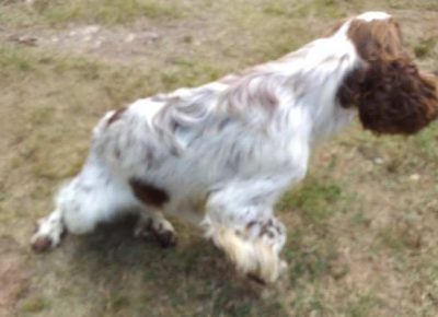 springerspanijel031631121487