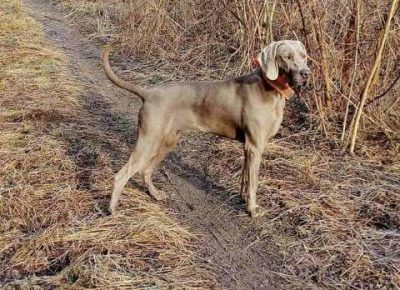 vajmarskipticar021632483240