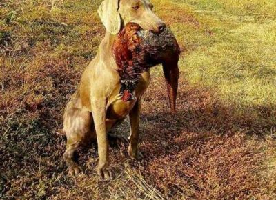 vajmarskipticar041632483240