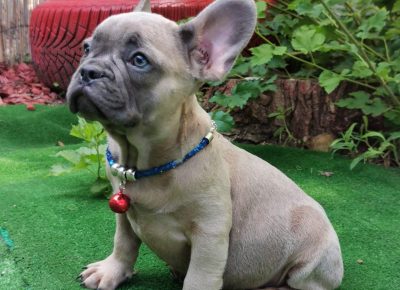 viberimage102109032310051831630775298