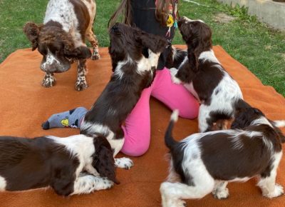 viberimage102109271039160071632735585