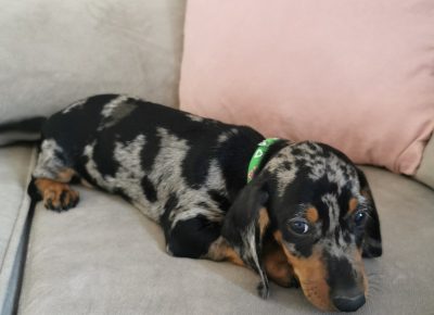 viberimage102109292243034641633023125