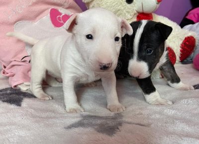 viberimage202107211845484131631990079