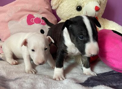 viberimage202107211845484761631990077