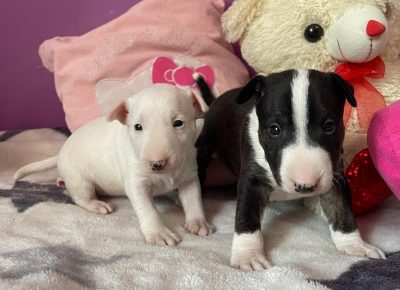 viberimage202107211845487991632911485