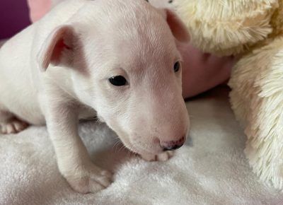 viberimage202107211845538271632911485