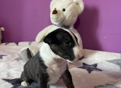 viberimage202107211845540681632911485