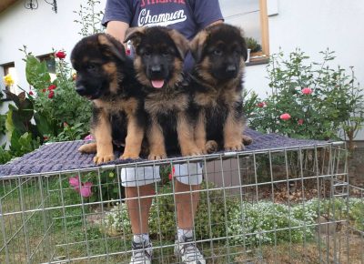 viberimage202108201742516901631107806