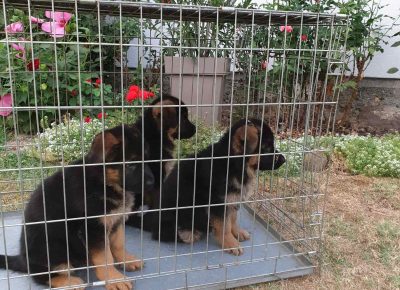 viberimage202108201745386391631107806