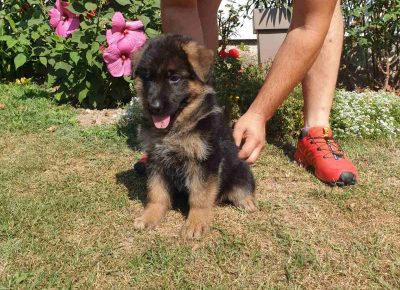 viberimage202108201747196721631572864