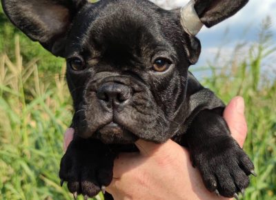 viberimage202108231302429811632666944