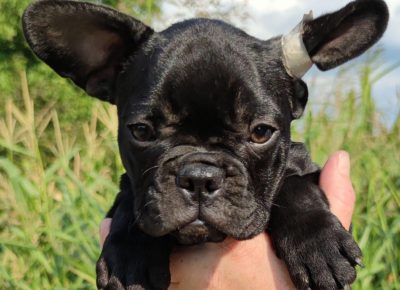 viberimage202108231302476161631975758