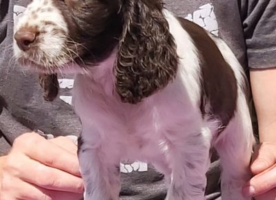 viberimage202108241636181131630935618