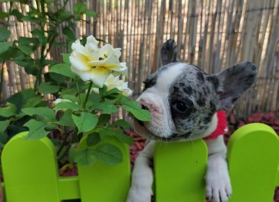 viberimage202109032308437241630775297