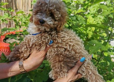 viberimage202109032328045961630778638