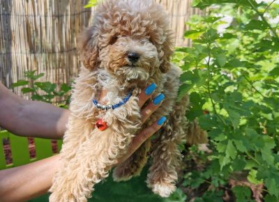 viberimage202109032328056081630778640