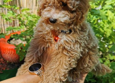 viberimage202109032328056681630778639