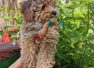 viberimage202109032328057201630778640