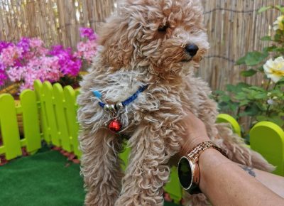 viberimage202109032328057721630778640