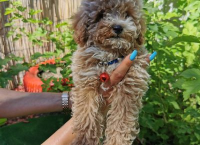 viberimage202109032328058201630778639