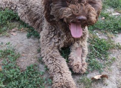 viberimage202109061811564661631032302