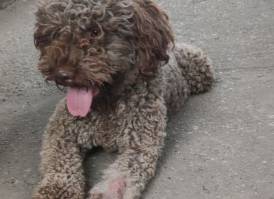 viberimage202109061811569541631032302