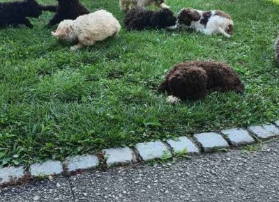 viberimage202109071102307991631089176