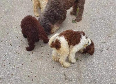 viberimage202109071102315331631089176