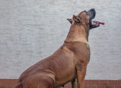 viberimage202109082334082341632435026