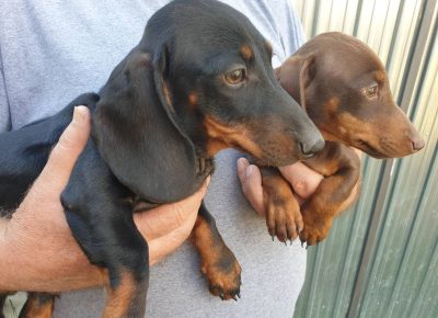 viberimage202109101818523561631386076