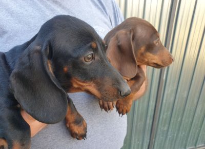 viberimage202109101818524911631386077