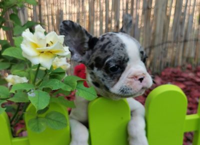 viberimage202109151033443221631827620