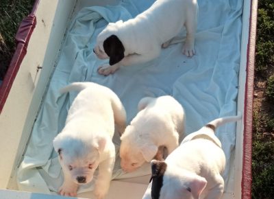 viberimage202109181537054941632065309