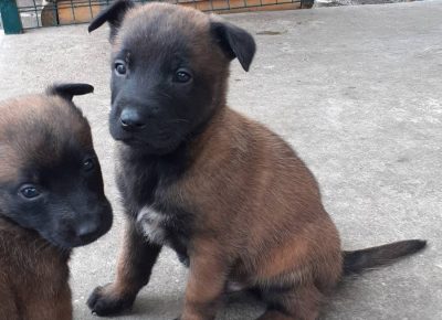 viberimage202109191055245201632087960