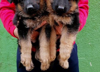 viberimage202109221653478561632334995