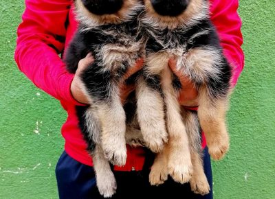 viberimage202109221653551871632334995