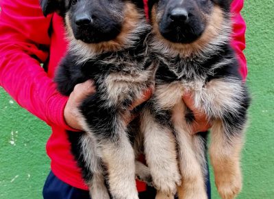 viberimage202109221653582961632334995