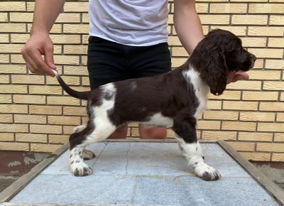 viberimage202109271039152751632735585