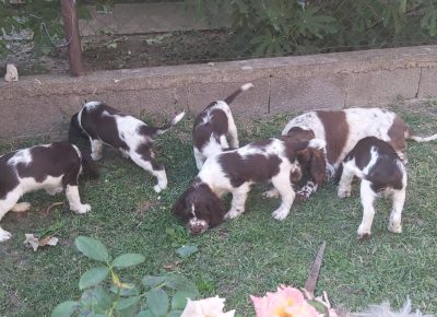 viberimage202109271039159101632735586