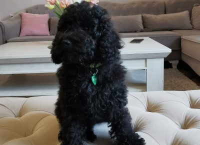 viberimage202109292236575131633019712