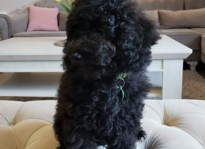 viberimage202109292236575611633019714