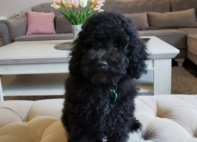 viberimage202109292236576191633019712