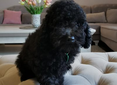 viberimage202109292236583531633019712