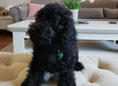 viberimage202109292236588151633019713