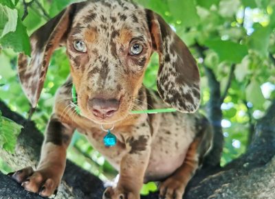 viberimage202109292240362501633023126