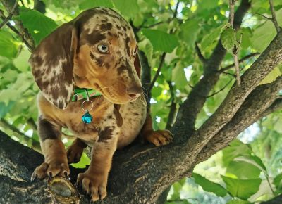 viberimage202109292240362941633023128