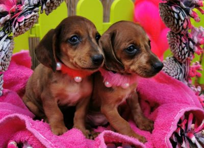 viberimage202109292240482561633023127