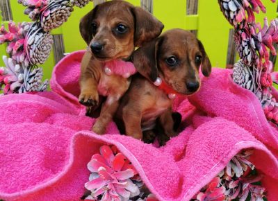 viberimage202109292240593121633023126