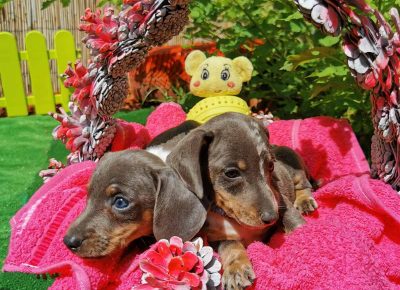 viberimage202109292241279021633023127