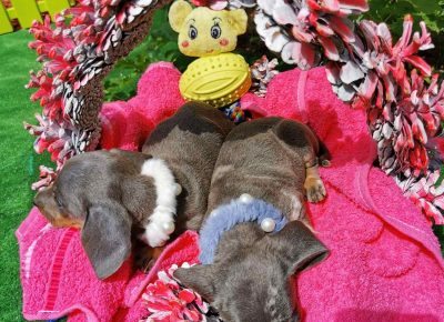 viberimage202109292241341871633023127